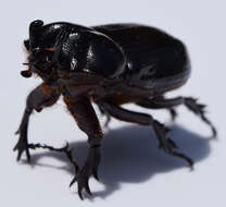 Image of Triceratops Beetle