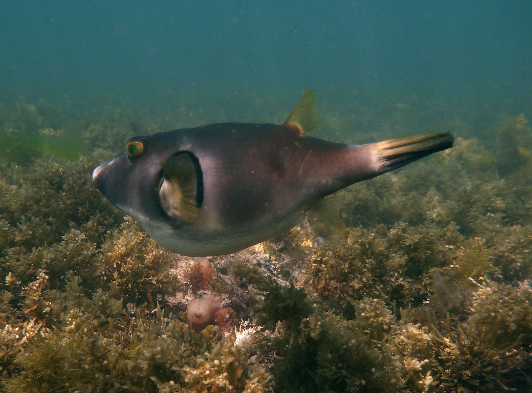 Image of Omegophora