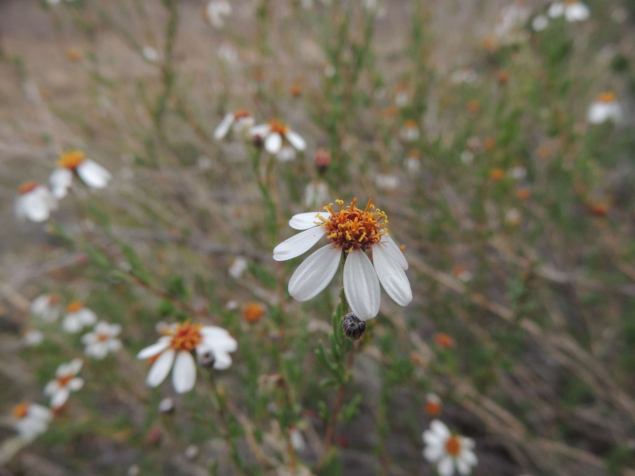 Image of Phymaspermum parvifolium (DC.) Benth. & Hook. fil.