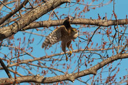 Plancia ëd Accipiter striatus Vieillot 1808