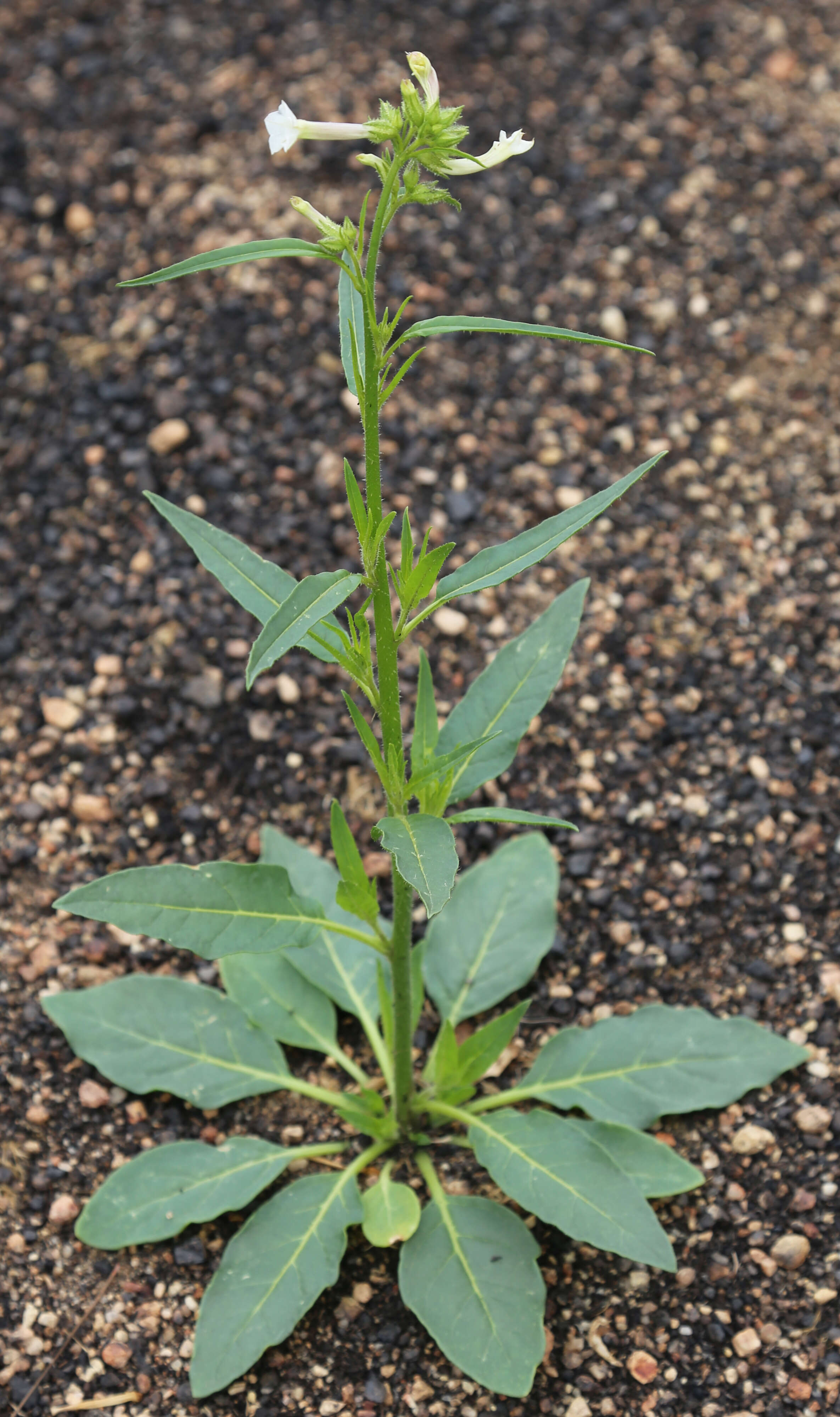 Plancia ëd Nicotiana attenuata Torr. ex S. Wats.