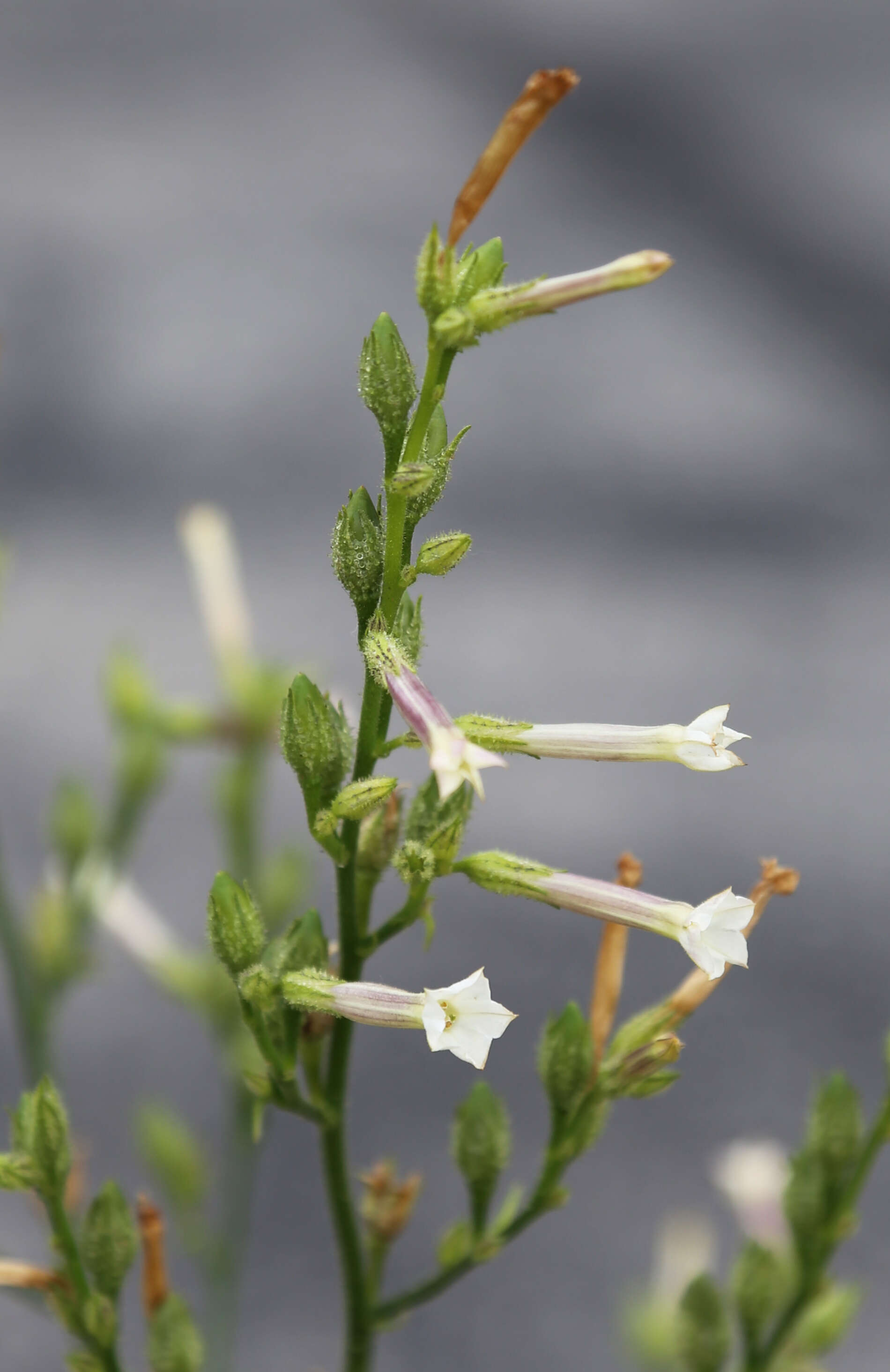 Plancia ëd Nicotiana attenuata Torr. ex S. Wats.