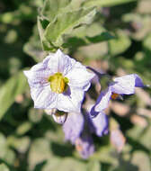 Solanum xanti A. Gray的圖片