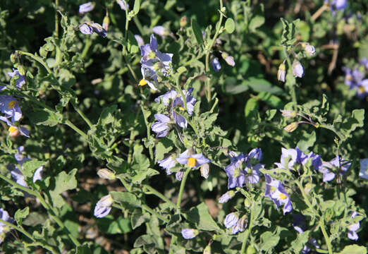 Solanum xanti A. Gray的圖片