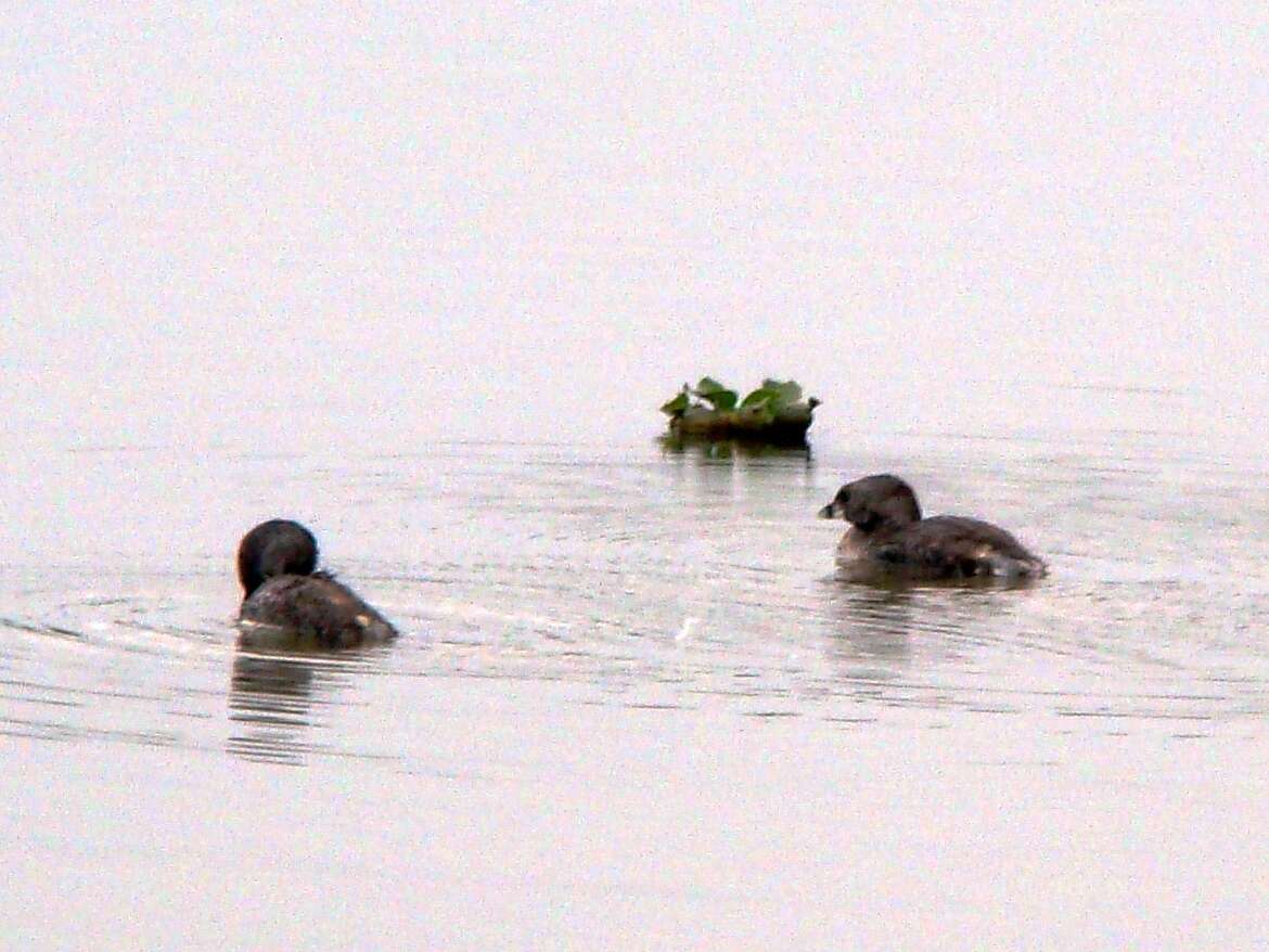 Image of Podilymbus podiceps antarcticus (Lesson & PA 1842)