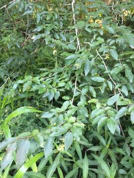 Image of American hornbeam