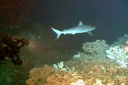 Image of Bignose Shark
