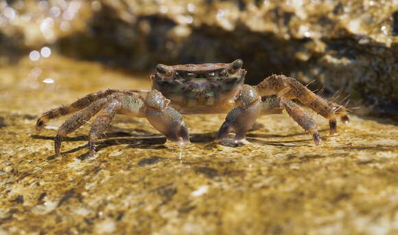 Imagem de Pachygrapsus marmoratus (Fabricius 1787)