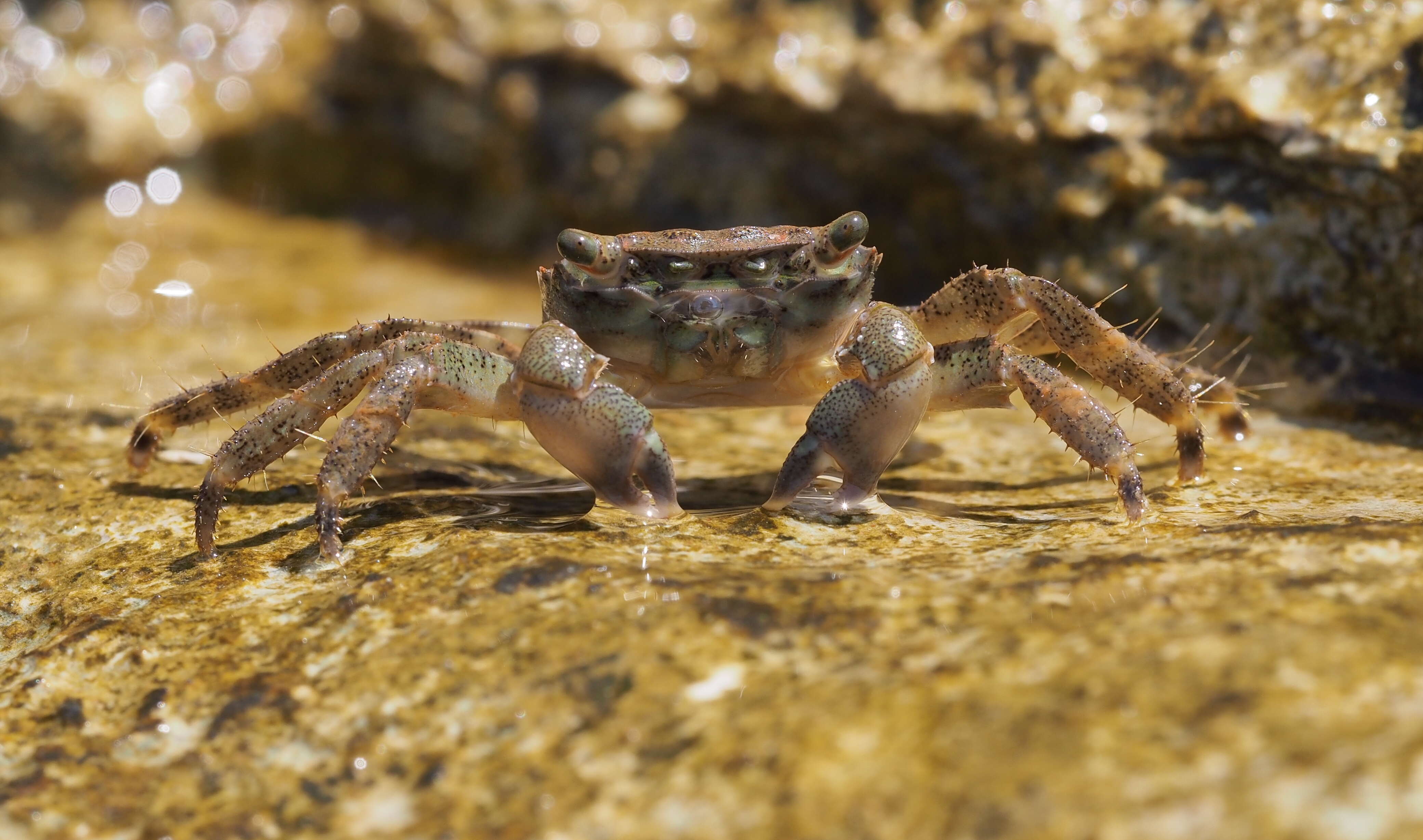 Image of marbled rock crab