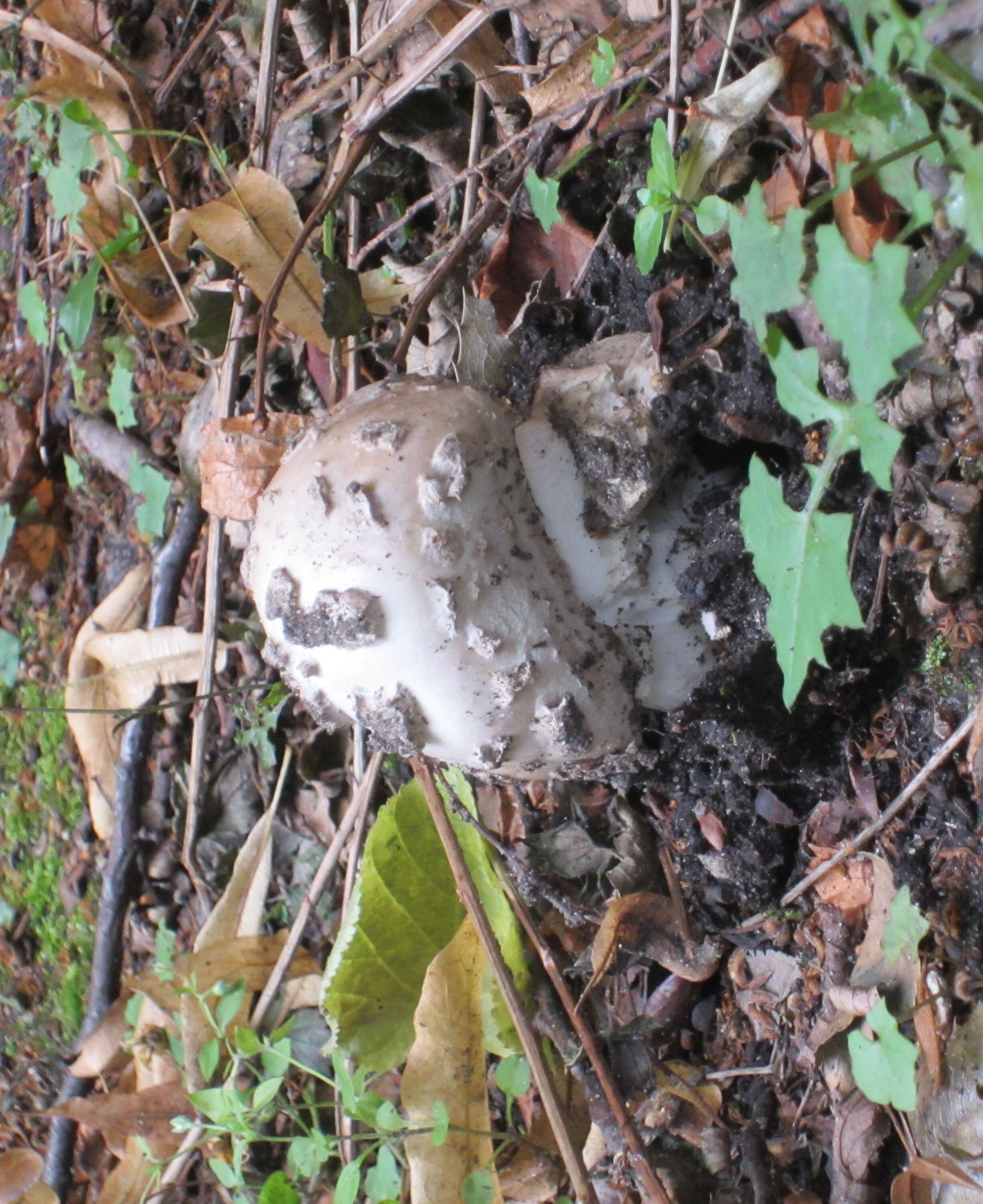 Image of Amanita strobiliformis (Paulet ex Vittad.) Bertill. 1866