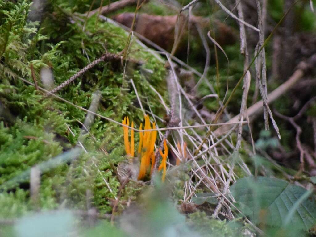 Image of Calocera viscosa (Pers.) Fr. 1821