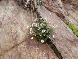 Plancia ëd Cardamine resedifolia L.