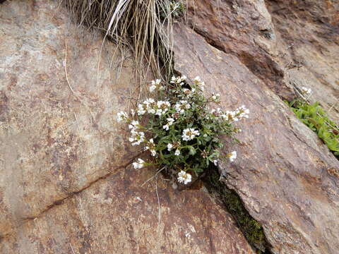 Plancia ëd Cardamine resedifolia L.