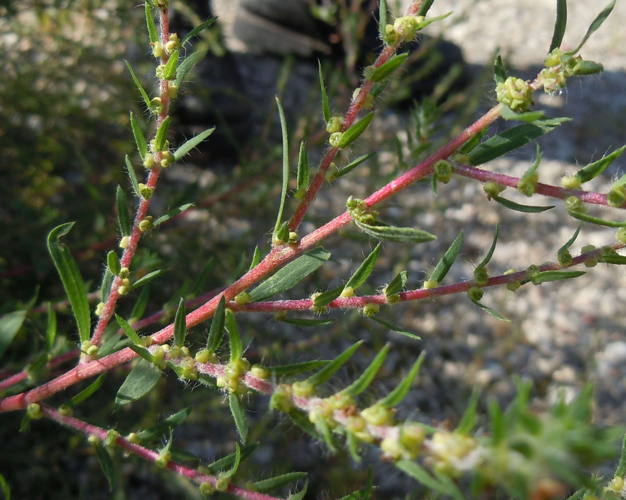 Image de Bassia scoparia subsp. densiflora (Turcz. ex Aellen) S. Cirujano & M. Velayos