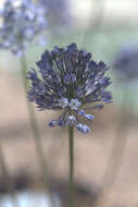 Image of Allium caesium Schrenk