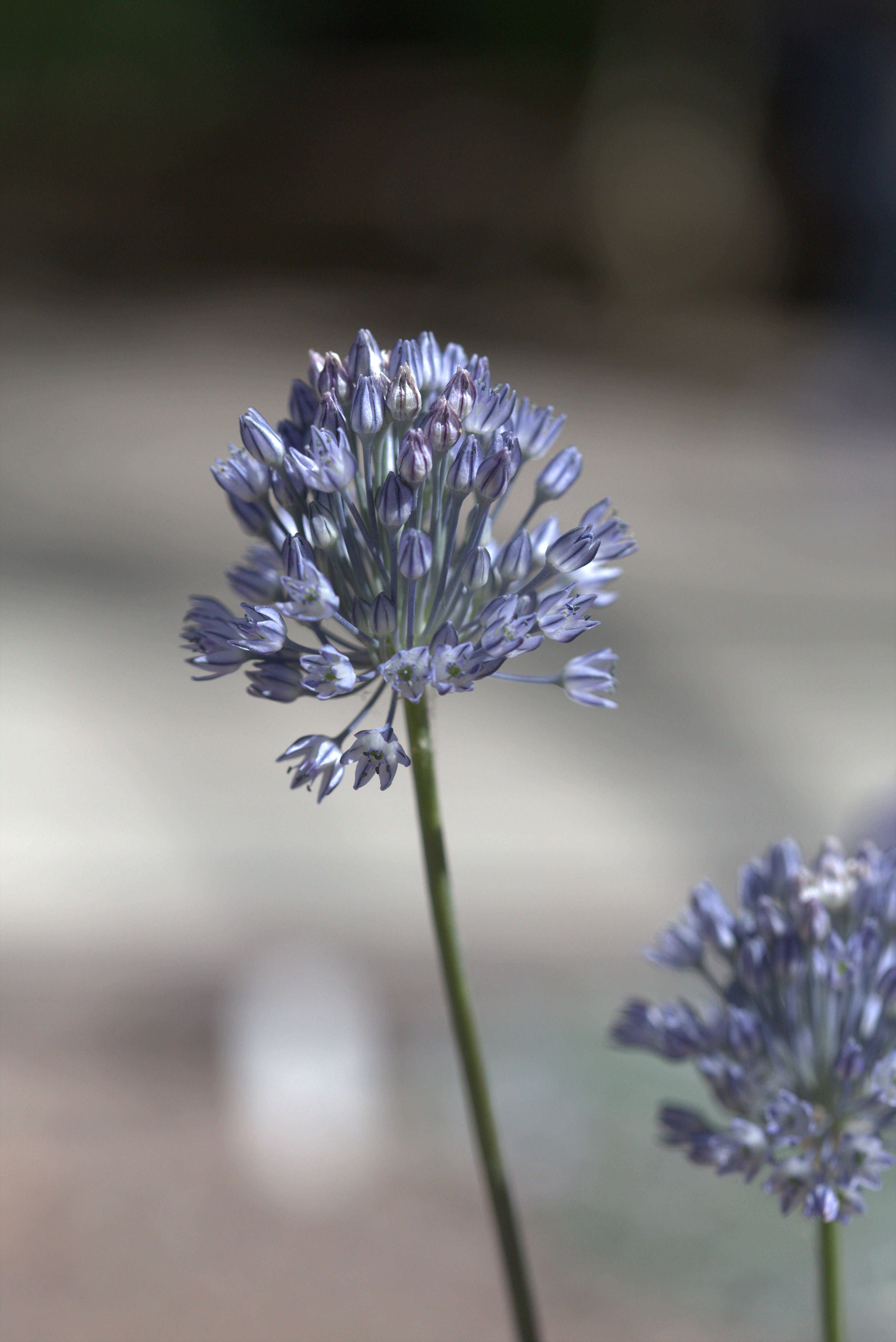 Image of Allium caesium Schrenk