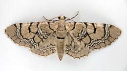 صورة Eupithecia venosata Fabricius 1787