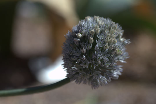 Image of <i>Allium caesium</i> Schrenk