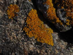 Image of Xanthoria aureola (Ach.) Erichsen