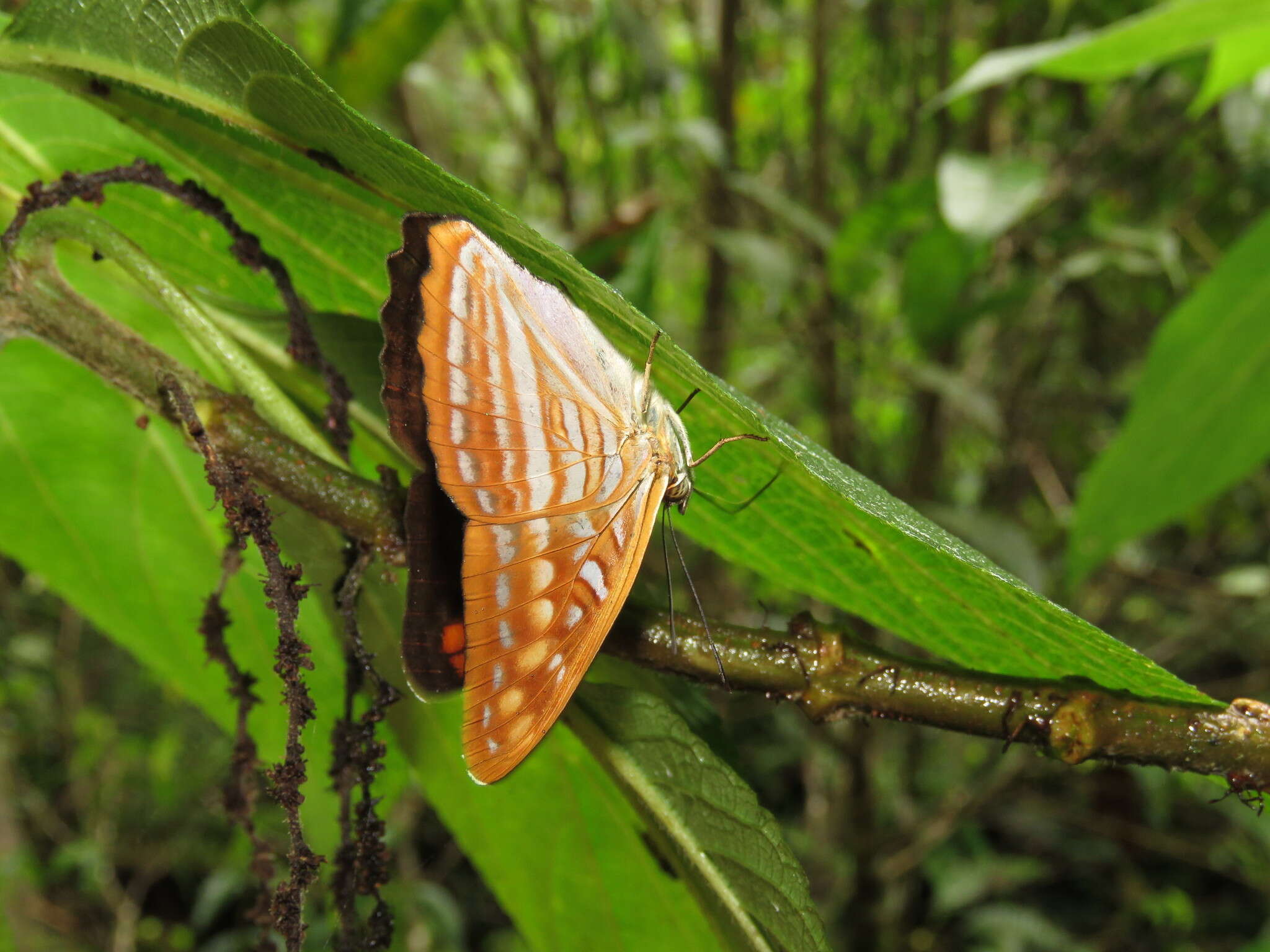 Imagem de Adelpha levona