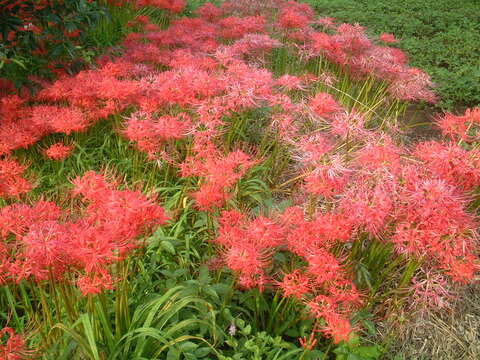 Image of red spider lily