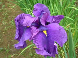 Image of blood iris