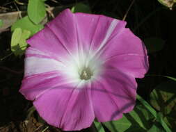 Image of whiteedge morning-glory