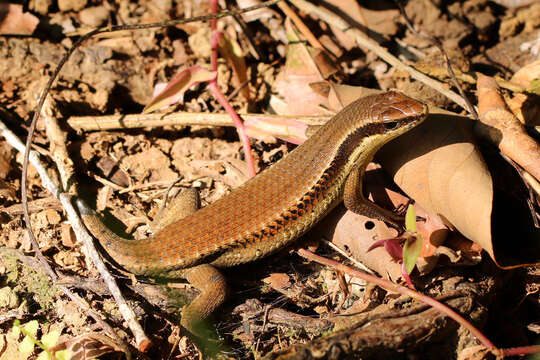 Imagem de Eutropis multifasciata (Kuhl 1820)