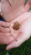 Image of Arcuate-spotted Pygmy Frog