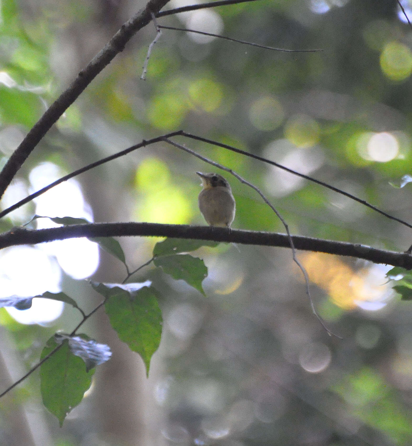 Platyrinchus coronatus Sclater & PL 1858的圖片