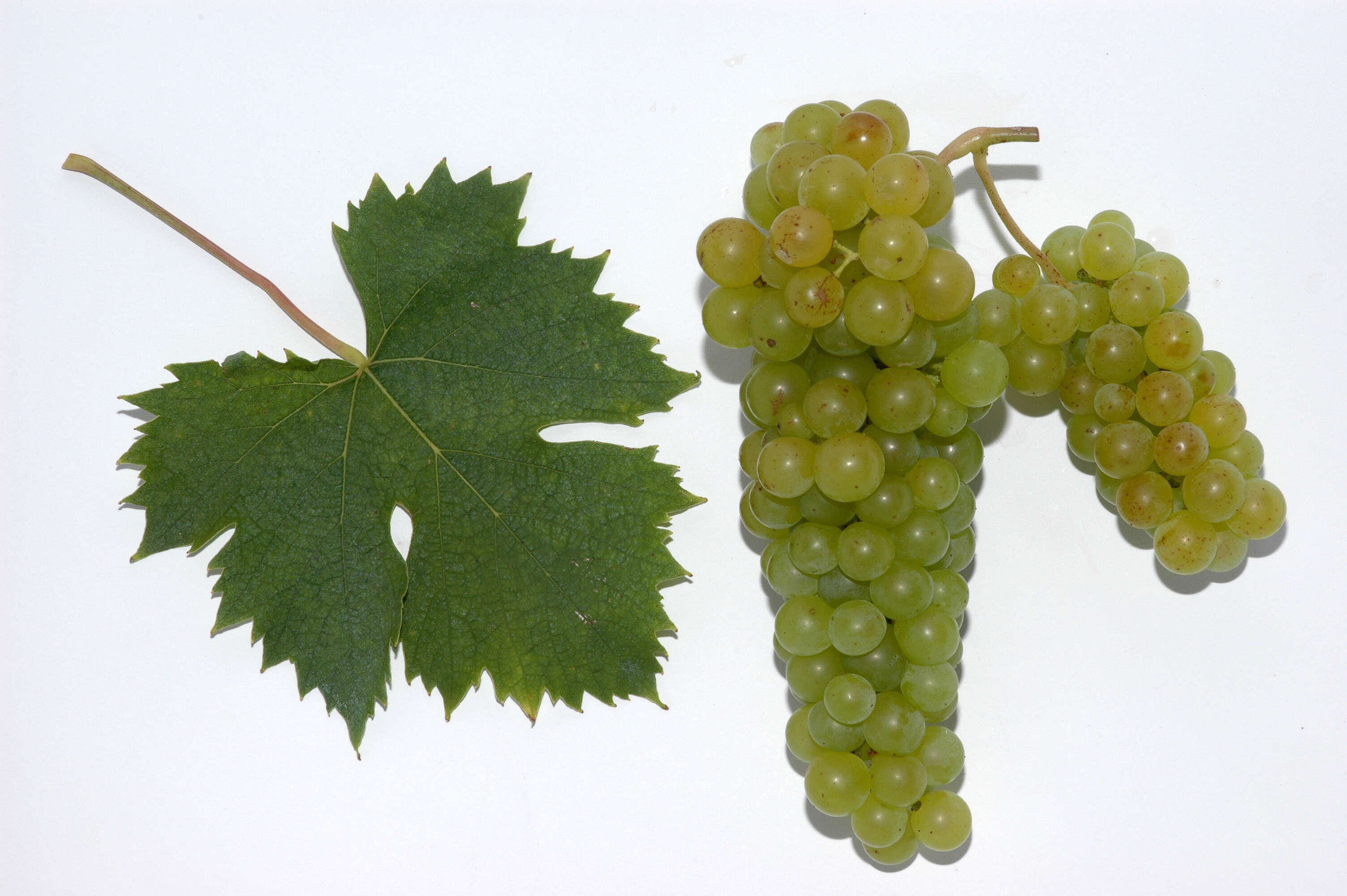 Image of wine grape