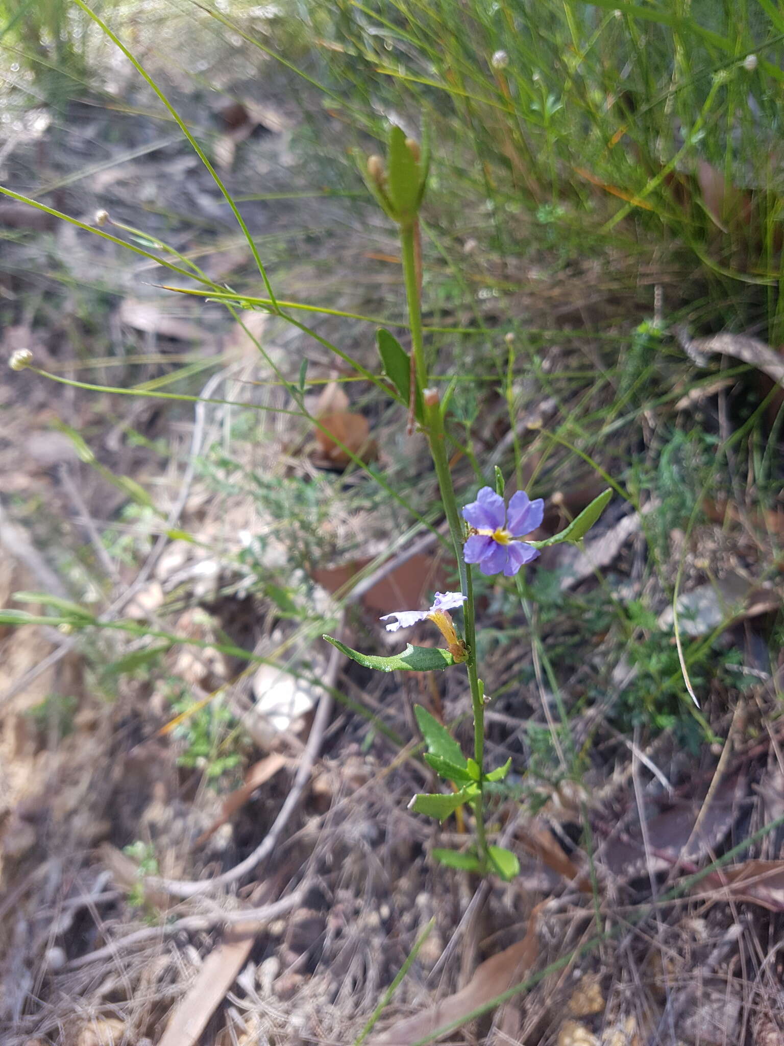 Image of Dampiera stricta (Smith) R. Br.