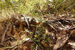 Image of Hibbertia aspera subsp. aspera