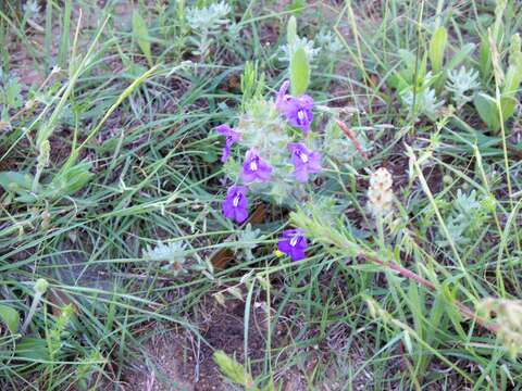 Image of Texas sage