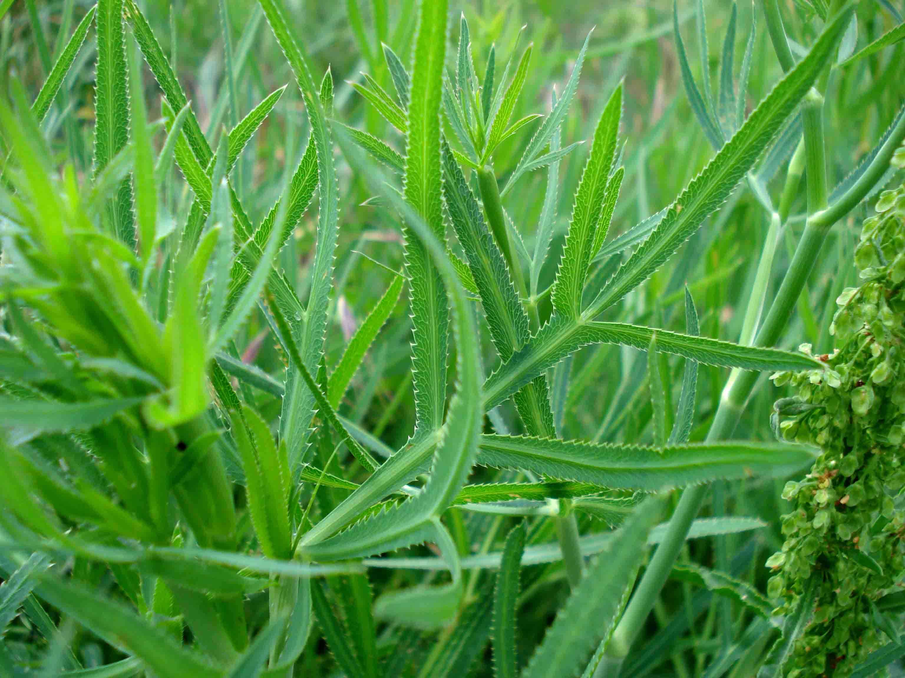 Image of longleaf