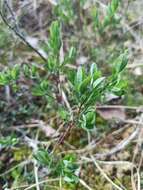 Image of Salix myrtilloides L.