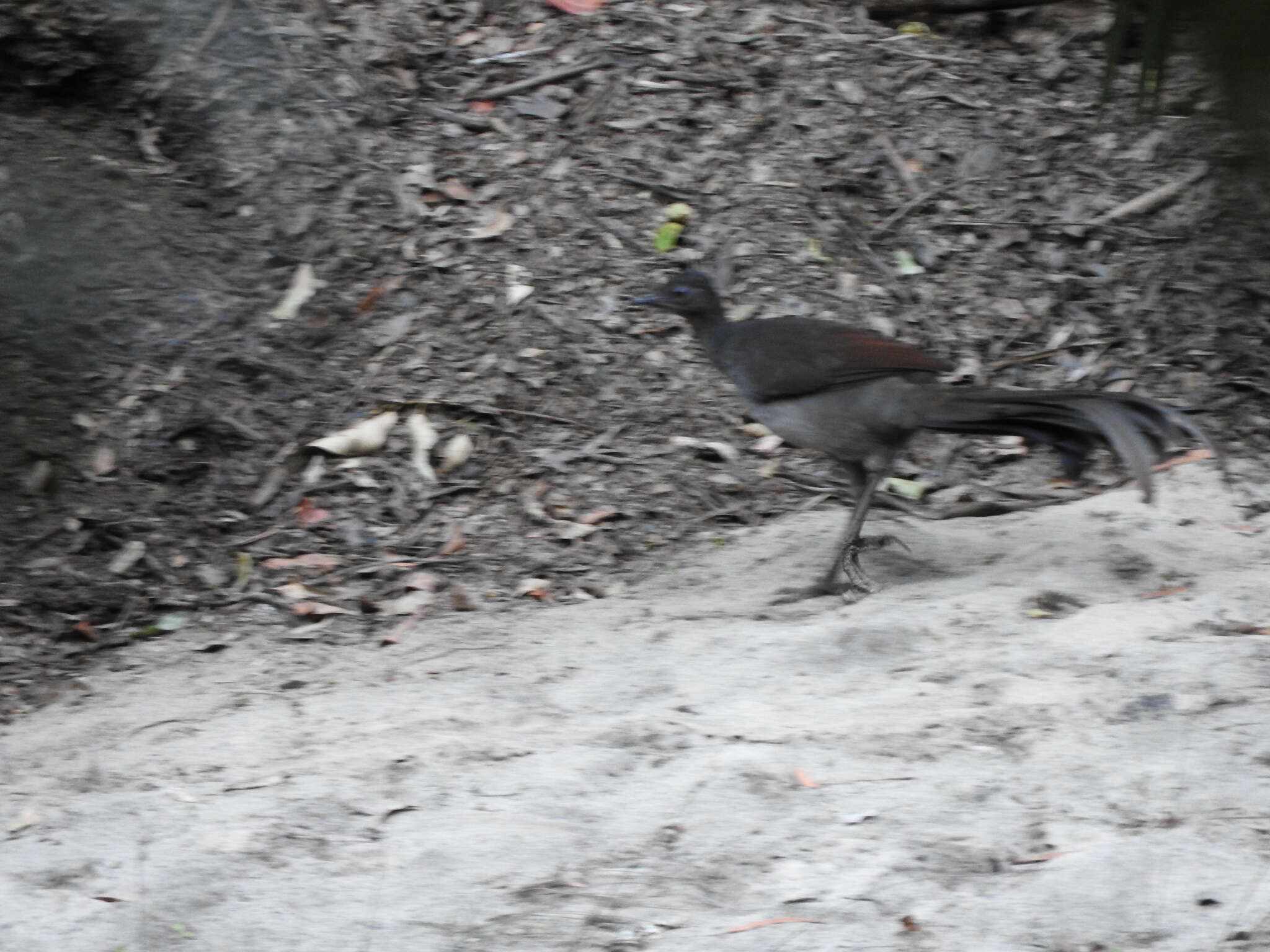 Image of lyrebirds