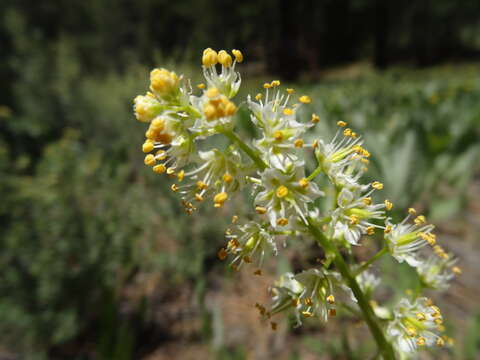 Image of foothill deathcamas