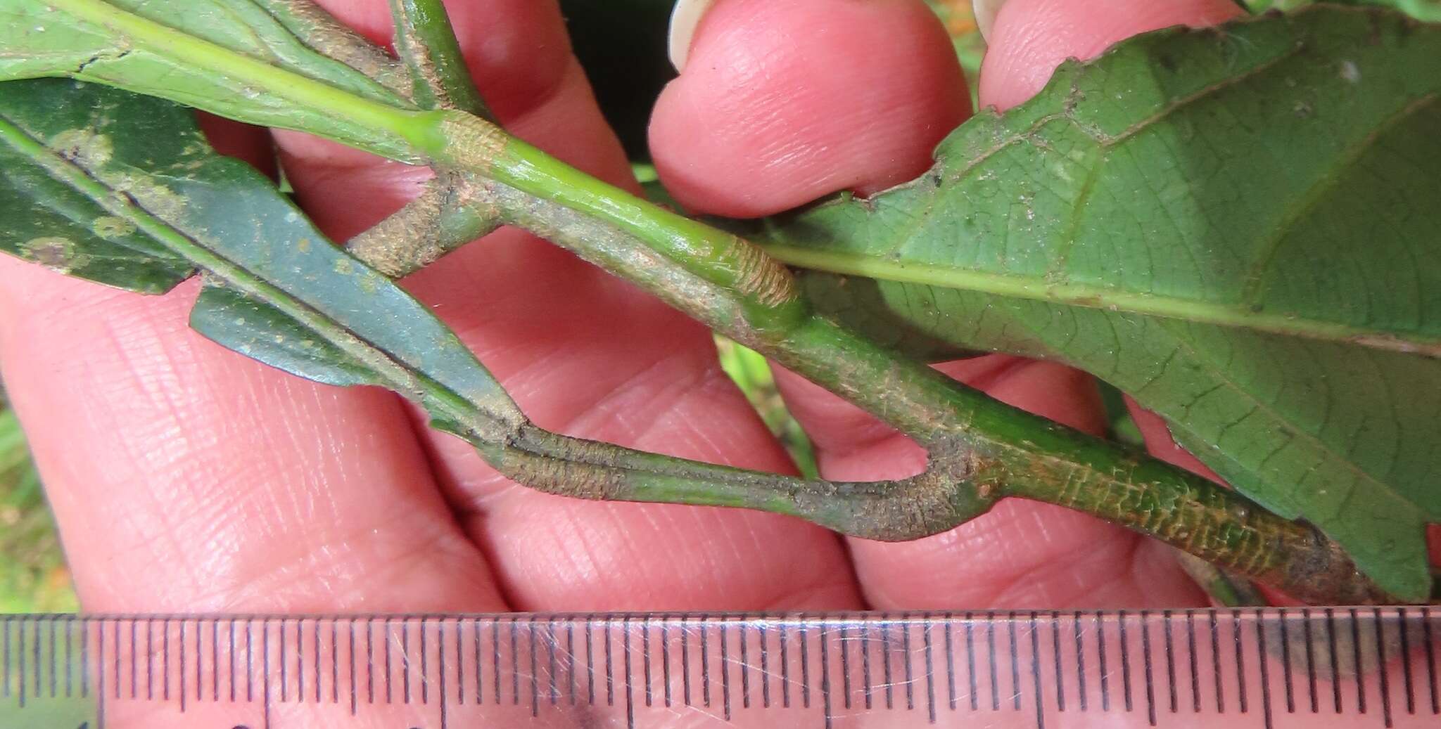 Image of Forest bead-string