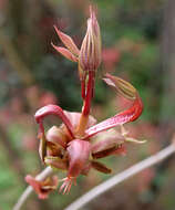 Imagem de Aesculus parviflora Walt.