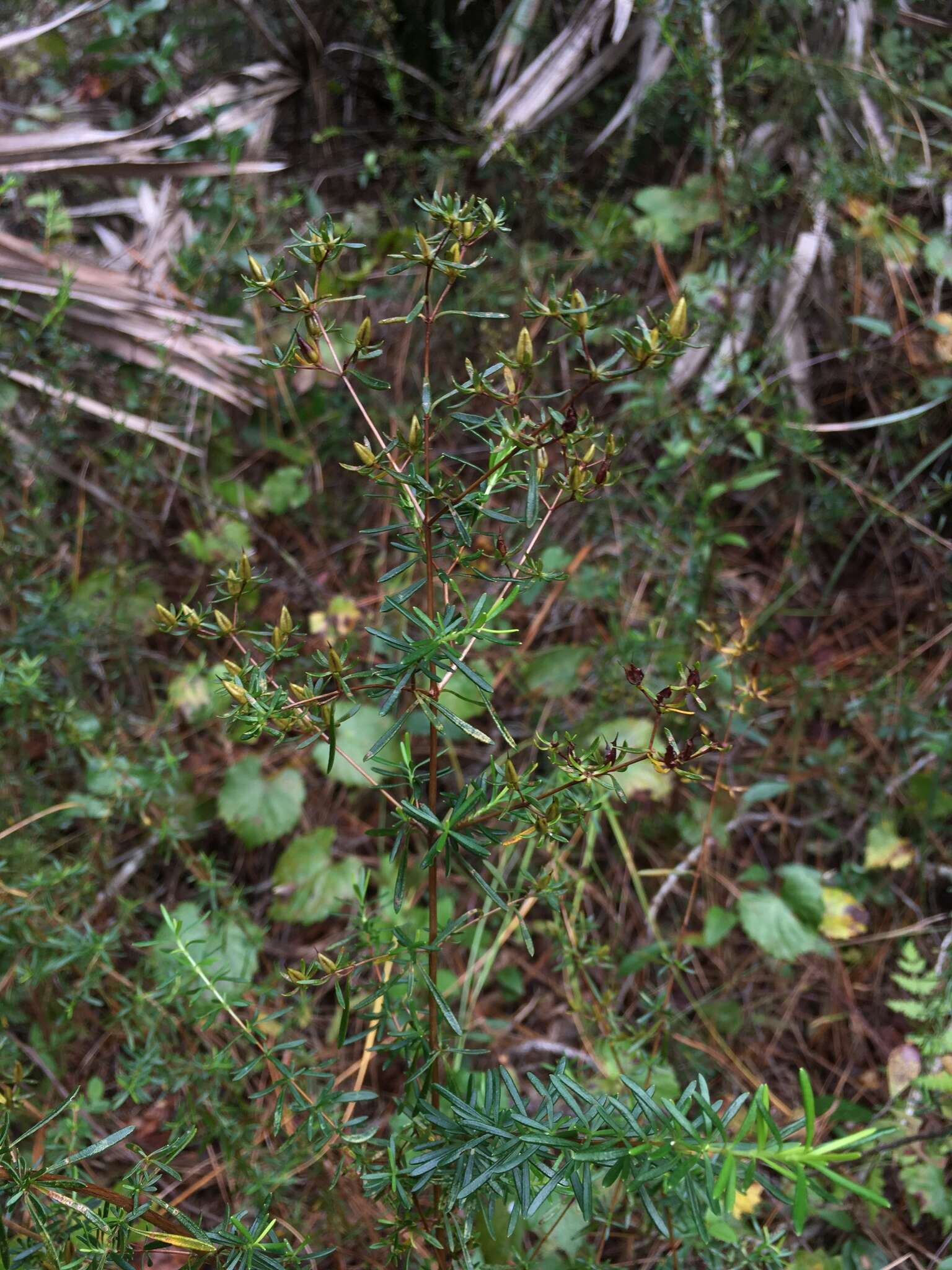 Hypericum galioides Lam.的圖片