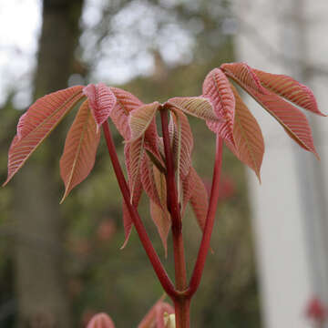 Imagem de Aesculus parviflora Walt.