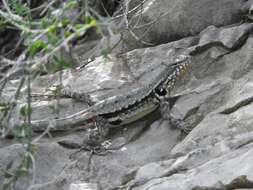 Sceloporus couchii Baird 1859的圖片