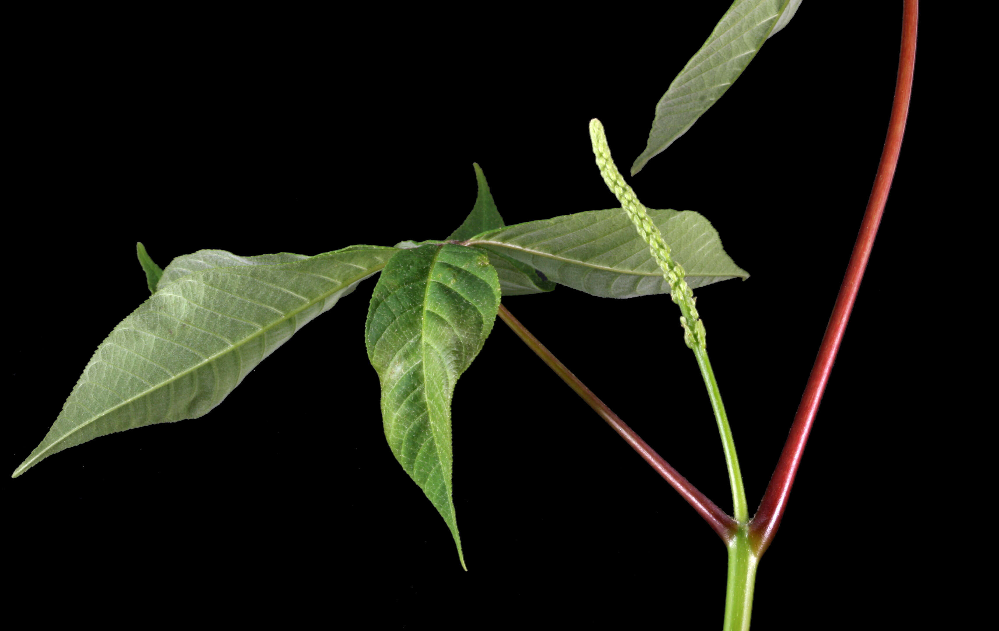 Imagem de Aesculus parviflora Walt.