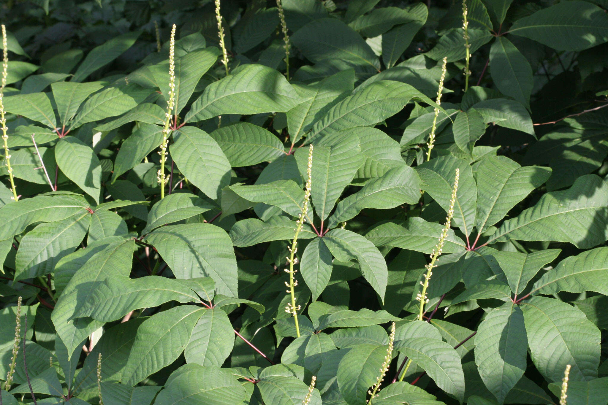 Imagem de Aesculus parviflora Walt.