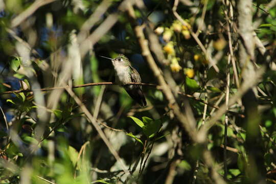 Image of Purple-crowned Plovercrest