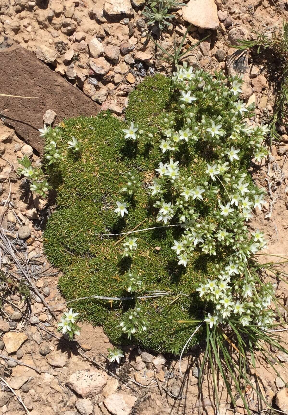 Image of Hooker's sandwort