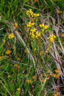 Image of Buckler Mustard