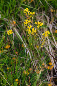 Image of Buckler Mustard