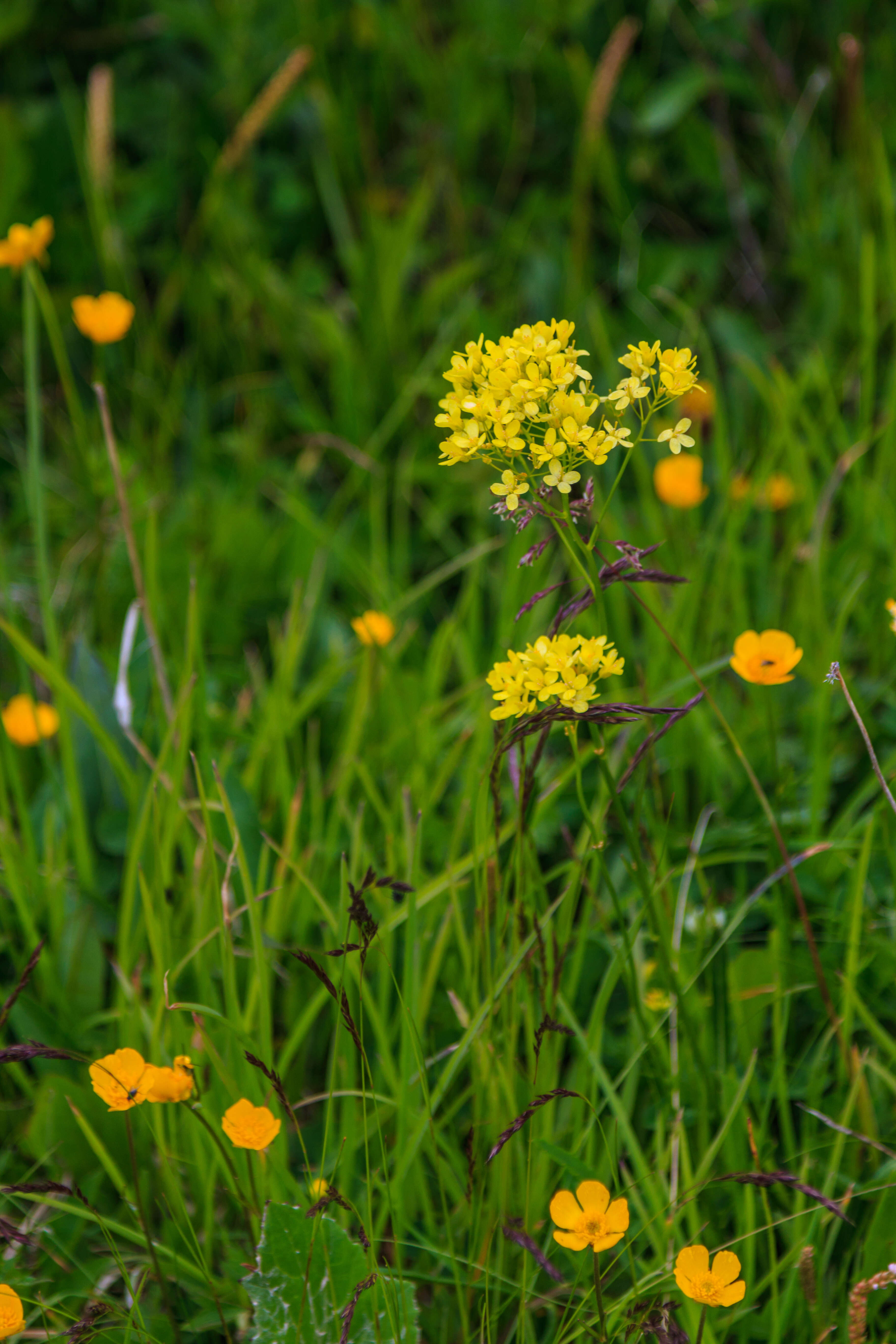 Image of Buckler Mustard